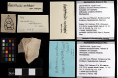 Foto (Objekt + Etiketten) von Bullariscus arcuotorus (Robins, Feldmann & Schweitzer, 2013) 